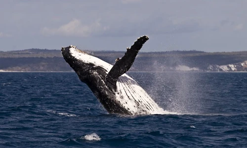 1 46315 original jpg jpeg