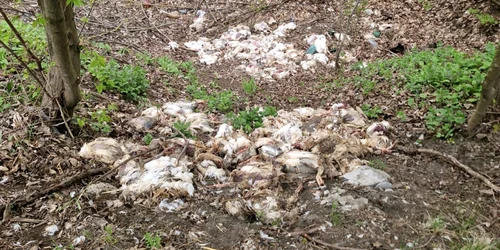 pui morti in padure in vaslui foto vremea noua  png