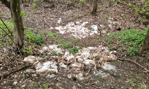 pui morti in padure in vaslui foto vremea noua  png