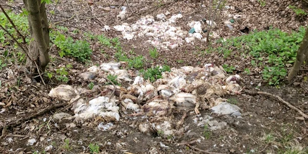 pui morti in padure in vaslui foto vremea noua  png