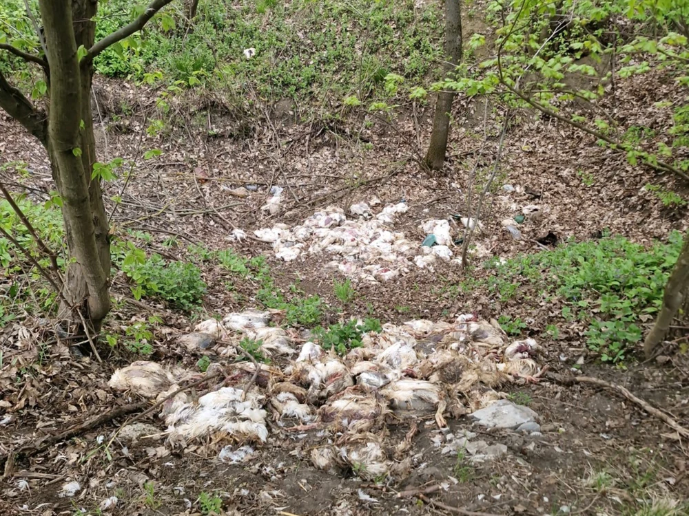 Scenă șocantă în Vaslui: Peste 320 de pui morți de găină, găsiți aruncați într-o pădure