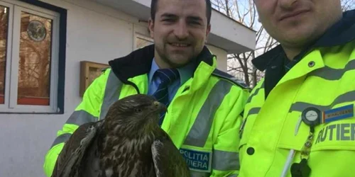 Pasare salvata de politisti FOTO tion.ro