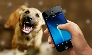 aplicatii pentru caini jpeg