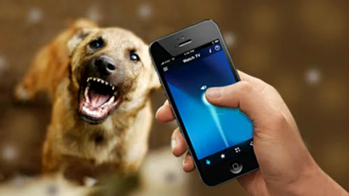 
    Cum să te aperi de maidanezi  