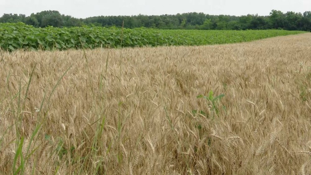 Kremlinul îşi extinde controlul asupra cerealelor ruseşti tocmai când preţul grâului explodează