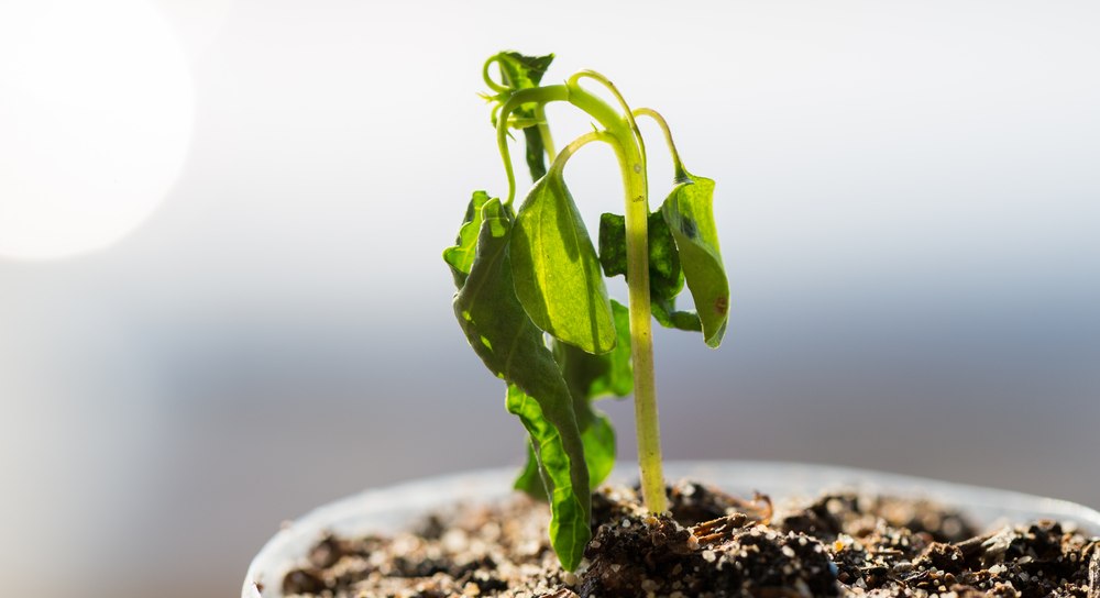 Metoda simplă care ajută plantele ofilite să reînvie. O soluție banală le trezeste la viață, are eficiență maximă