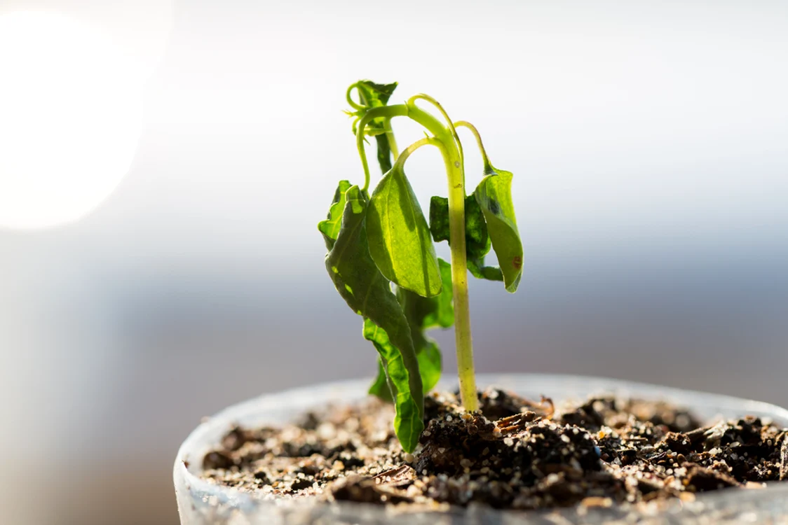 O monedă în ghiveci ajută planta să crească sănătos / FOTO: Shutterstock