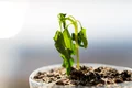 planta ofilita ghiveci shutterstock jpg