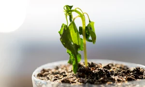 planta ofilita ghiveci shutterstock jpg