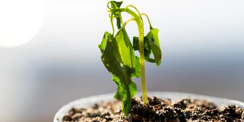 planta ofilita ghiveci shutterstock jpg