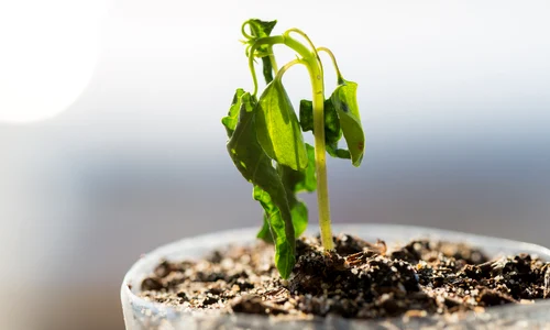 planta ofilita ghiveci shutterstock jpg