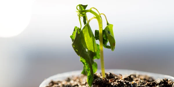 planta ofilita ghiveci shutterstock jpg