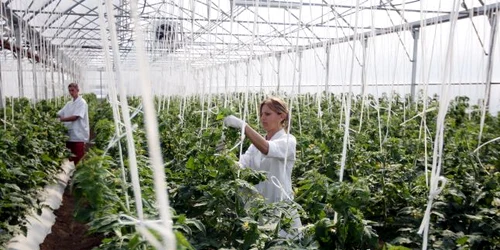 Este de aşteptat ca preţurile la legumele de seră să se mărească semnificativ.