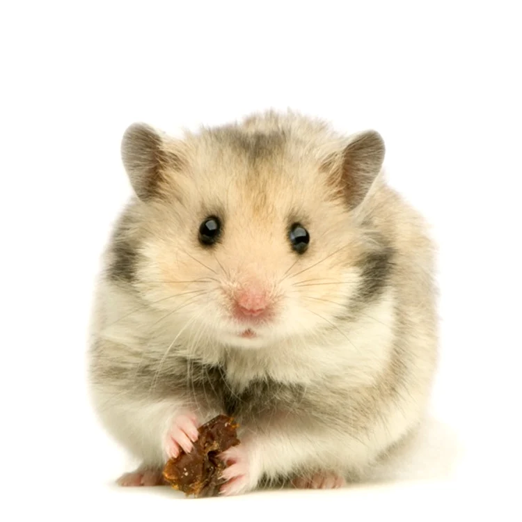 
    Hamster  