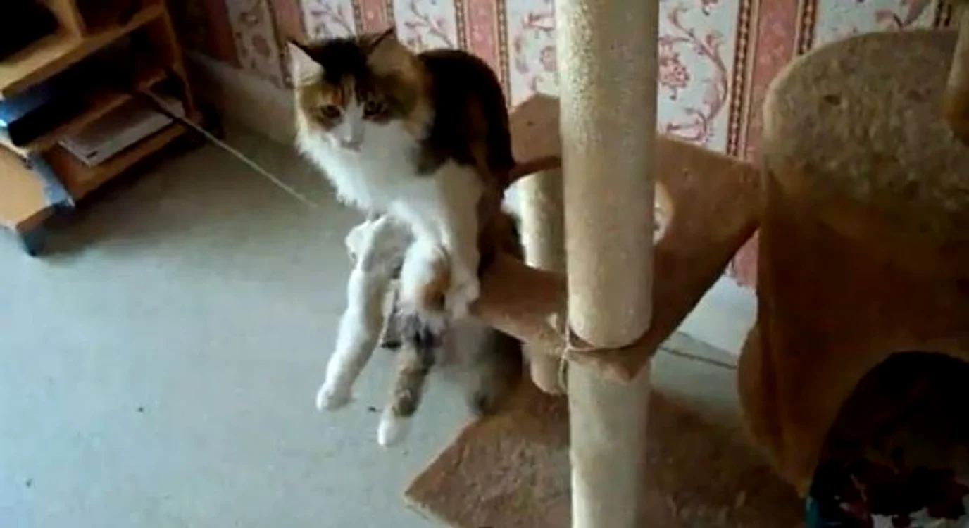 
    Ai mai văzut o pisică să stea în şezut?Foto: Captură Youtube  