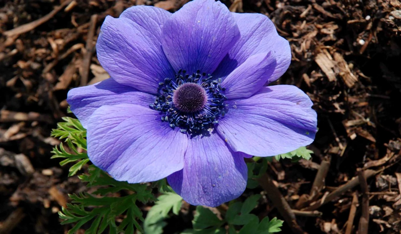 anemone 4 jpg jpeg