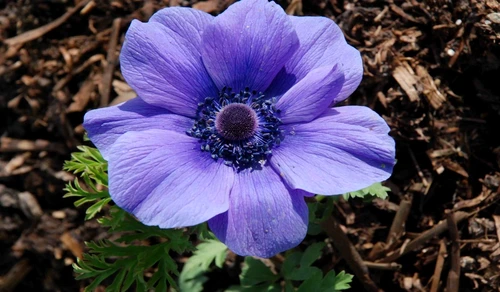 anemone 4 jpg jpeg