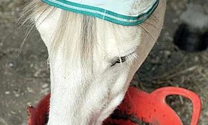 Mănâncă doar fân special jpeg