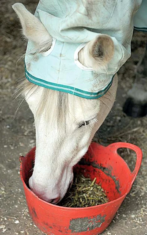Mănâncă doar fân special