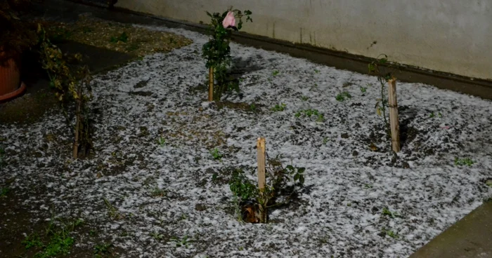 Primul strat de zăpadă a căzut peste trandafirii înfloriţi. FOTO Adrian Boioglu