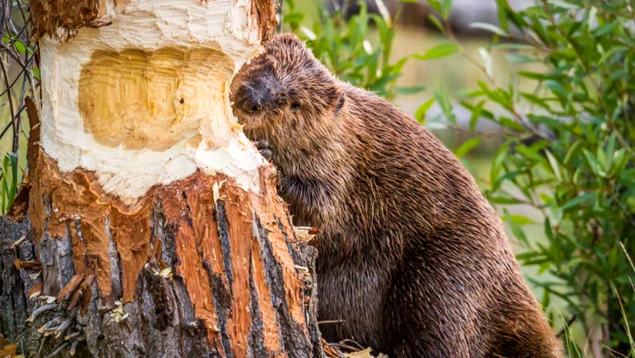 Micile rozătoare, protejate de lege, au început să dărâme copaci.