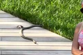 banner simona trasca jpg