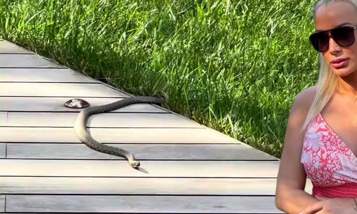 banner simona trasca jpg