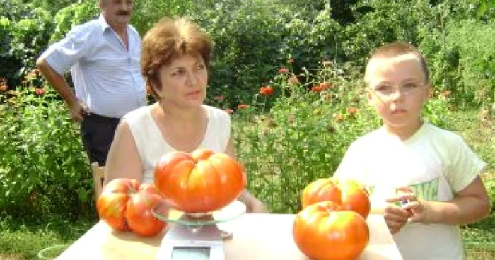 Turnu Severin: În grădina unei familii cresc roşii de 1,5 kilograme