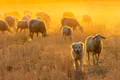 herd 6554180 1280 jpg