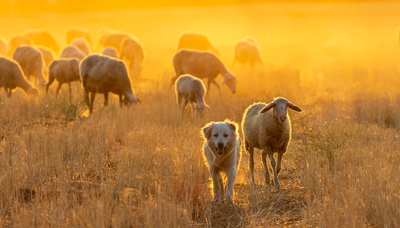 Vaca, animalul pe cale de dispariție / Foto: Pixabay