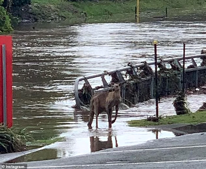 Un cangur, în mijlocul inundaţiilor care au lovit Australia