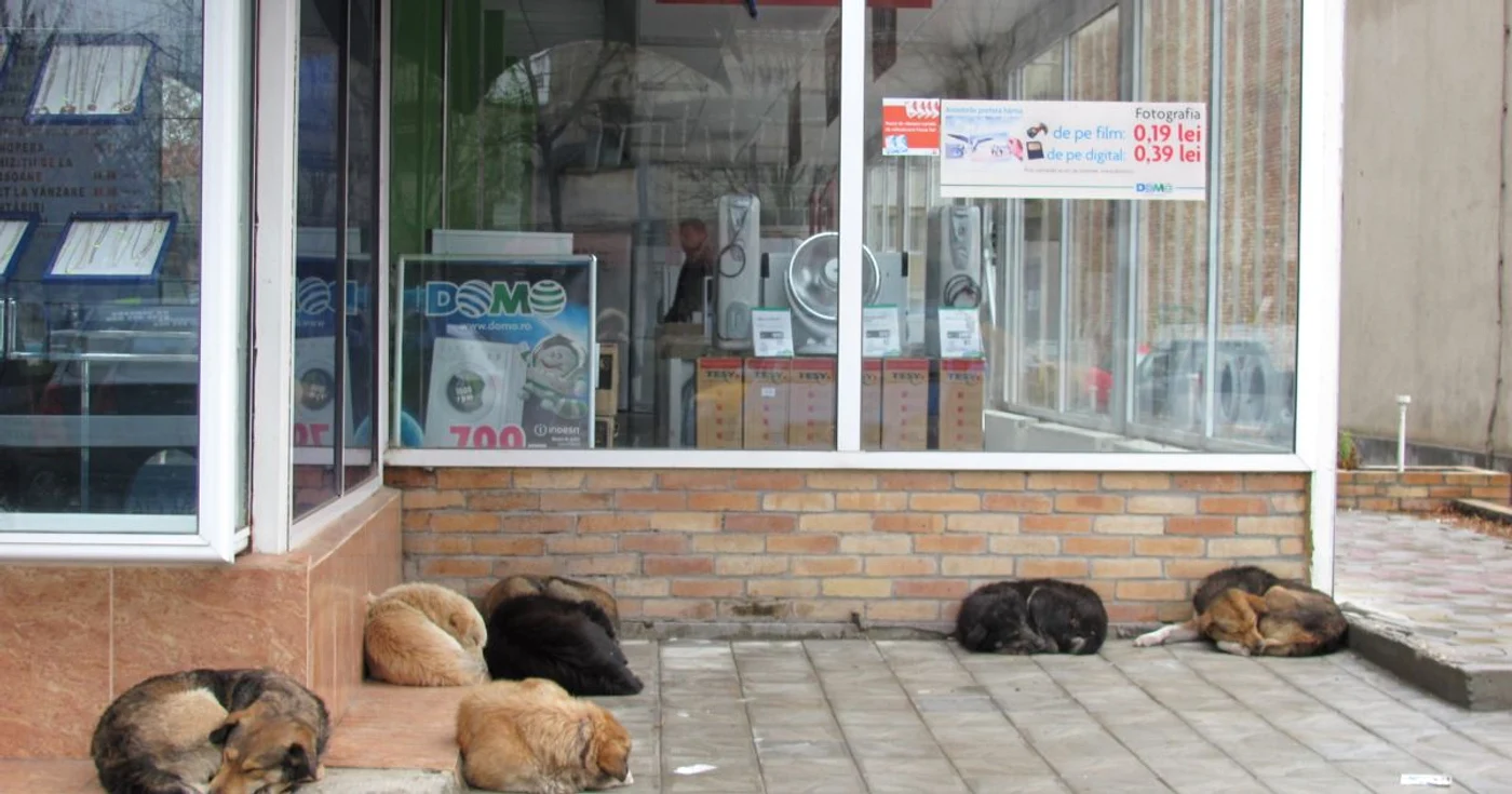 Câinii fără stăpân, purtătorii virusului turbării