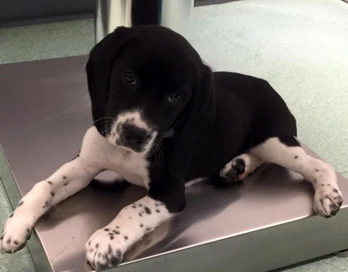 
    Micuțul Olly a devenit vedetă pe TwitterFoto: arhivă personală  