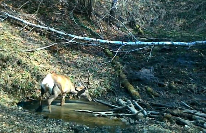 Cerbul venit la scăldătoarea animalelor.