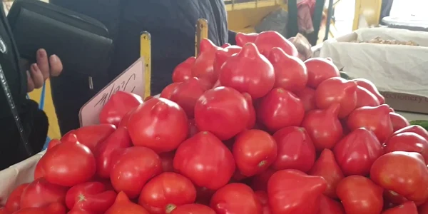 vanatoru tomate (1) png