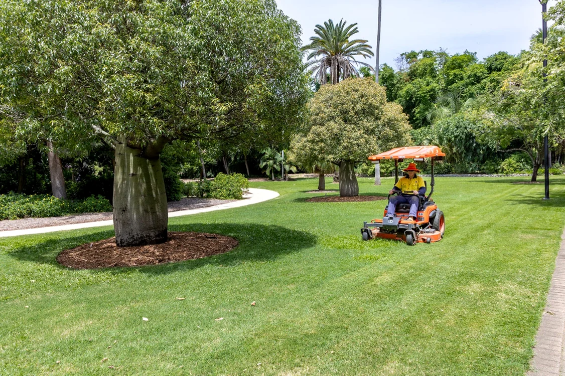 Gazon îngrijit cu o mașină de tuns iarba Foto Brisbane City Council jpg