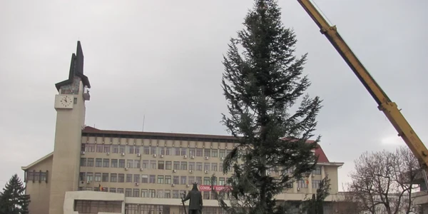 Bradul a fost montat în centrul civic al oraşului FOTO