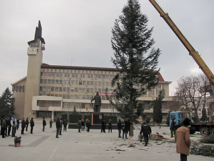 Bradul a fost montat în centrul civic al oraşului FOTO: adevarul