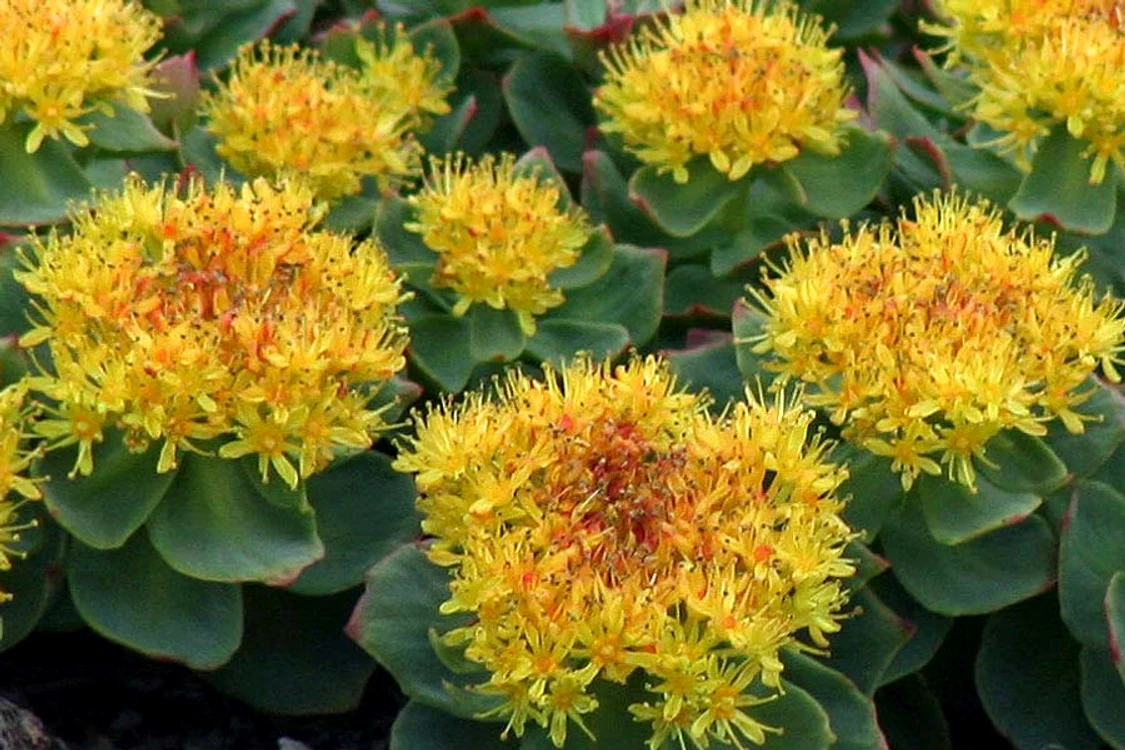 Rhodiola Rosea