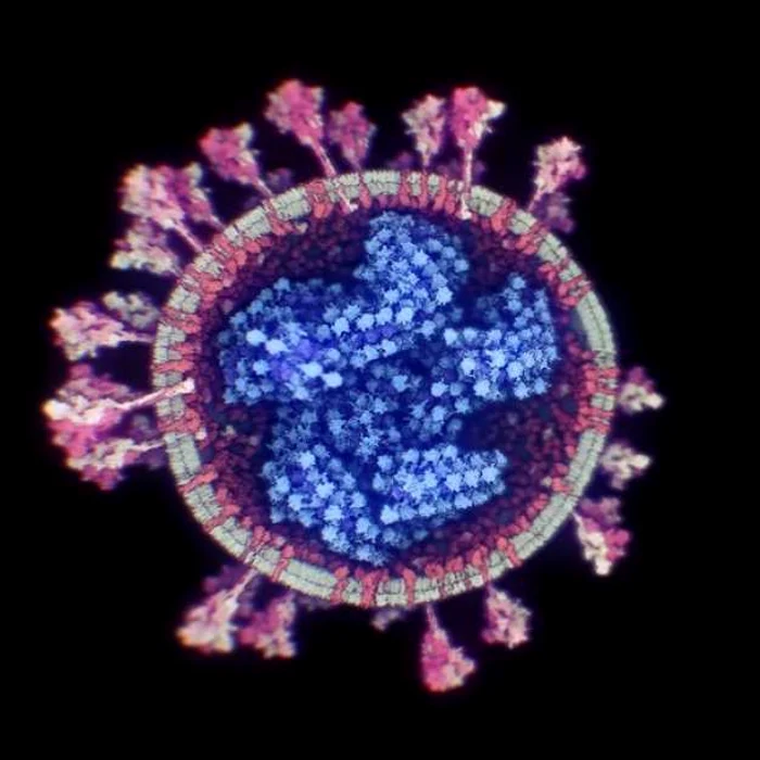 Coronavirus poza 3D