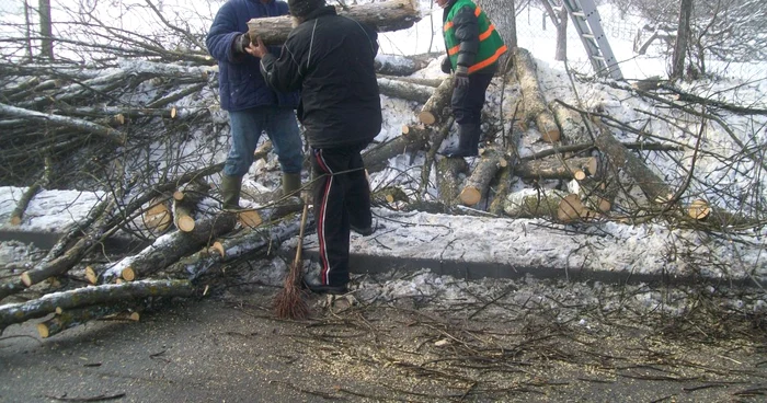 Se toaletează copacii în Râmnic