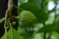 cherimoya fruit 2668293 1280 jpg