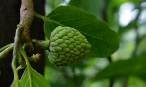 cherimoya fruit 2668293 1280 jpg