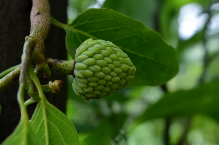 Cherimoya poate fi considerat regele fructelor / foto: Pixabay