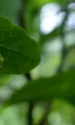 cherimoya fruit 2668293 1280 jpg