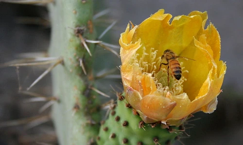 1 67308 original jpg jpeg