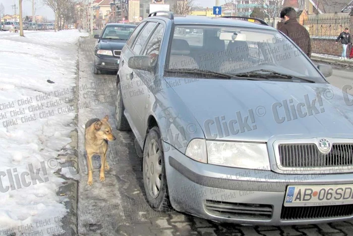 „Vulpea” nu se mişcă de lângă autoturismul parcat (Foto: Dorin Ţimonea)