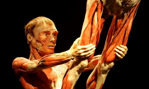 Expozitie de cadavre umane la Muzeul Antipa jpeg