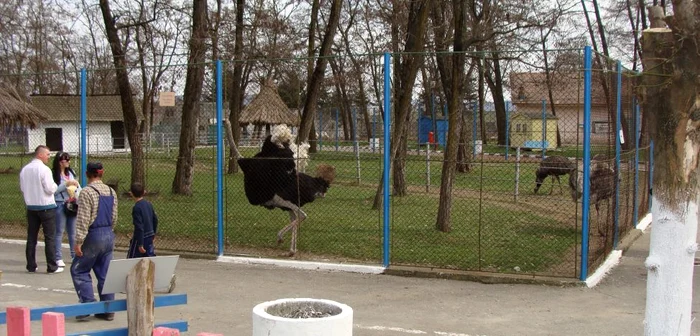 Grădina Zoologica din Ostroveni va fi modernizată