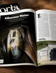 Alburnus Maior png
